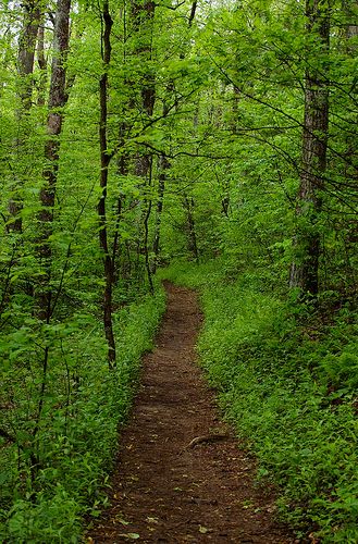 a dirt path in the middle of a forest with lots of green trees on both sides