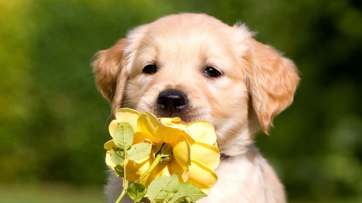 a puppy running with a flower in its mouth