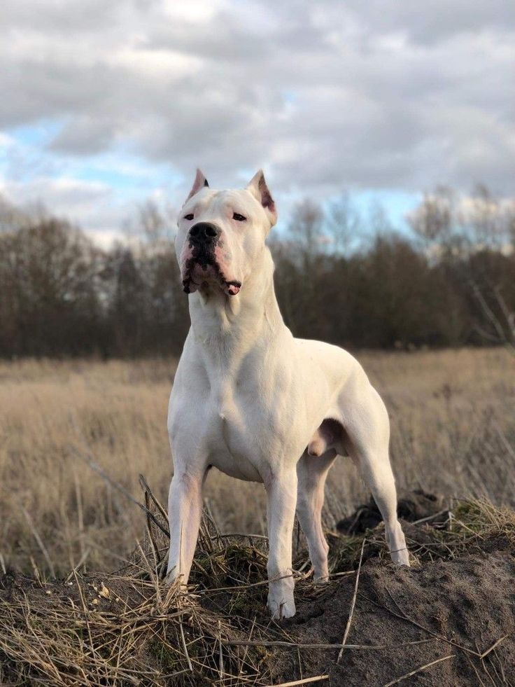 a large white dog standing on top of a dry grass covered field with trees in the background