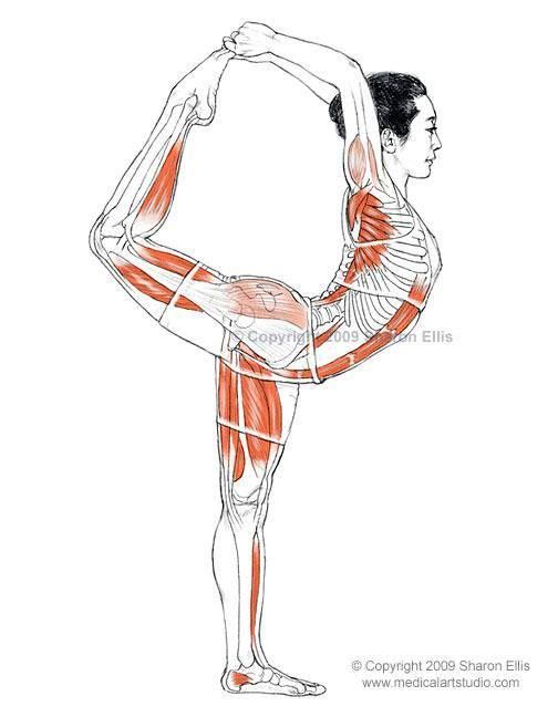 a drawing of a man doing the splits on his handstand with muscles highlighted