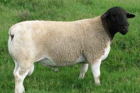 a black faced sheep standing in the grass