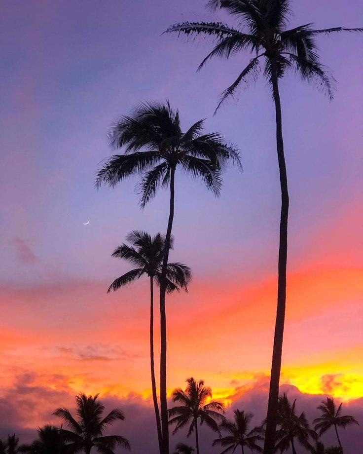 the sun is setting behind some palm trees