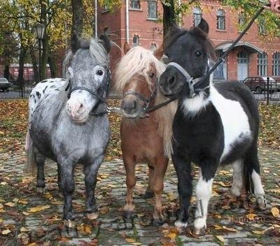 three horses standing next to each other in front of a brick building with autumn leaves on the ground