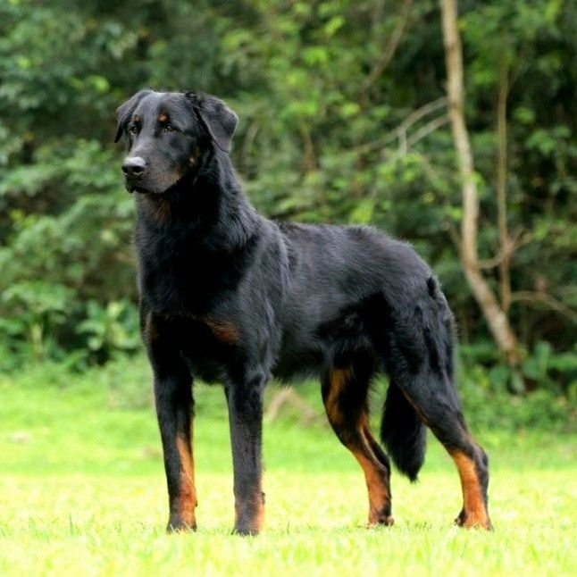 a black and brown dog standing on top of a lush green field next to trees