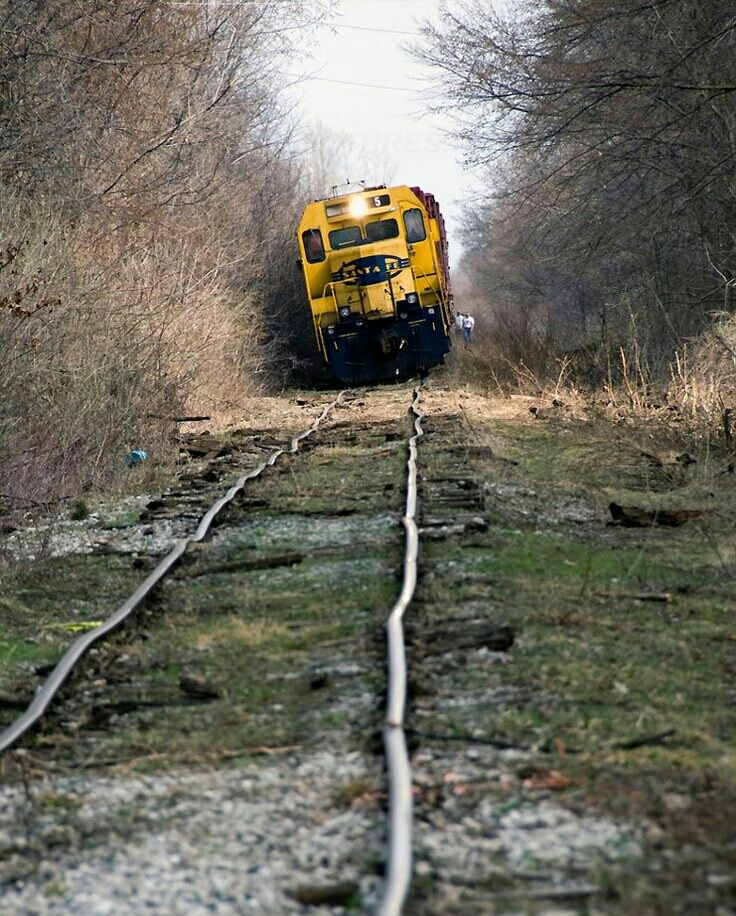 a yellow train traveling through a forest filled with lots of green grass and trees next to railroad tracks