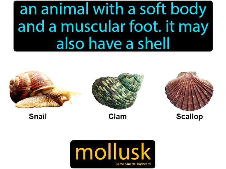 Mollusk definition: An animal with a soft body and a muscular foot, it may also have a shell, like a snail or squid. Marine Invertebrates, Reproduction In Animals Notes, Platyhelminthes Notes, Common Musk Turtle, Octopus Vulgaris, Molluscs, Easy Science, Arthropods, Marine Biology