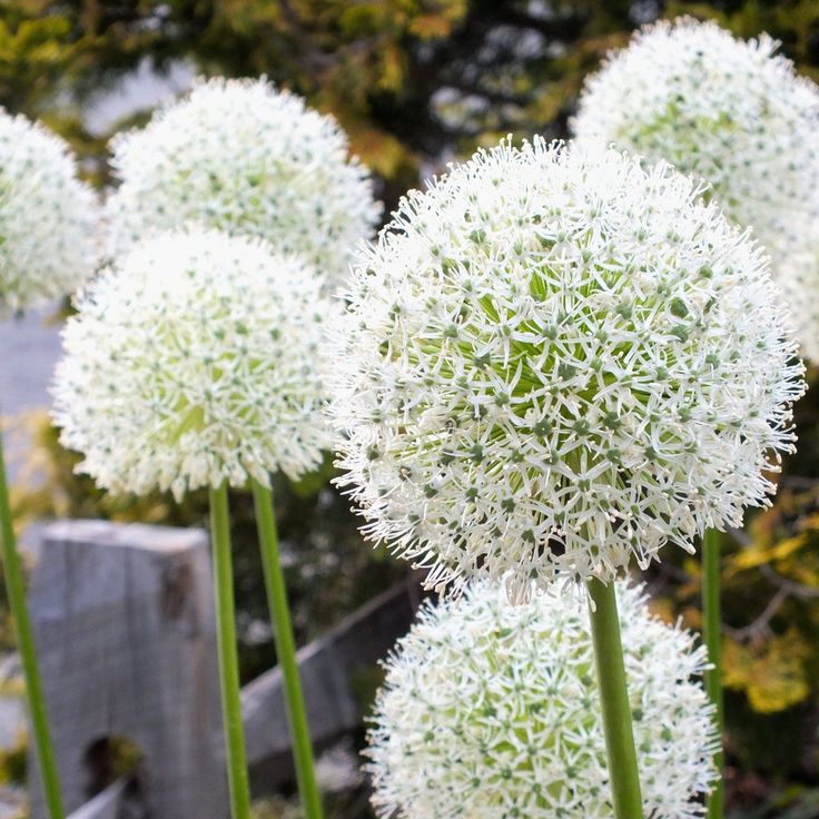 some white flowers are blooming in the garden