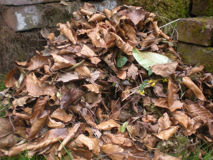 a pile of leaves sitting on the ground next to a brick wall with moss growing on it