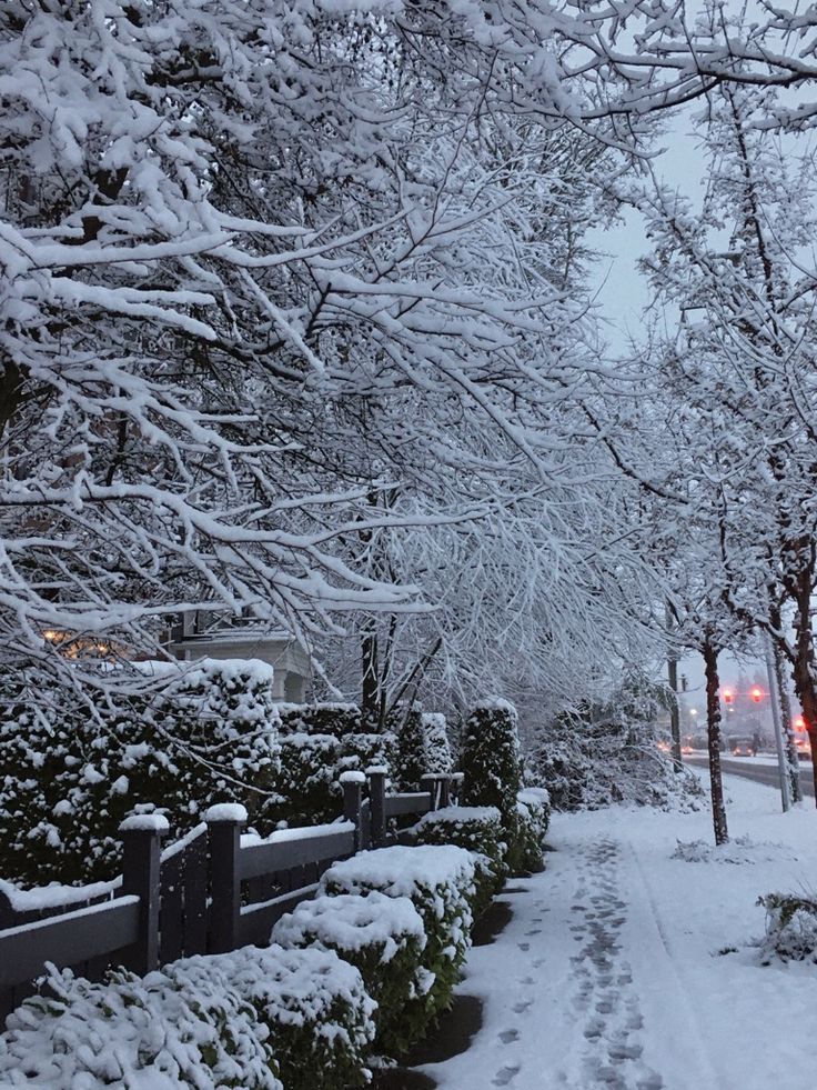 snow covered trees and bushes along a street