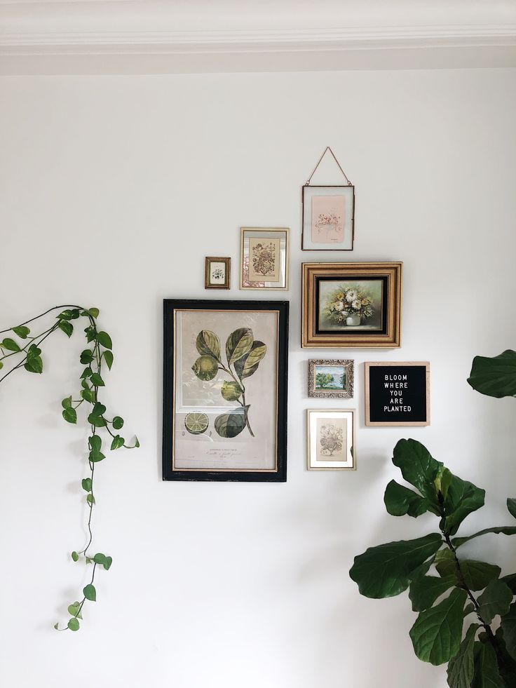 there are many framed pictures on the wall with plants in front of them and a potted plant next to it