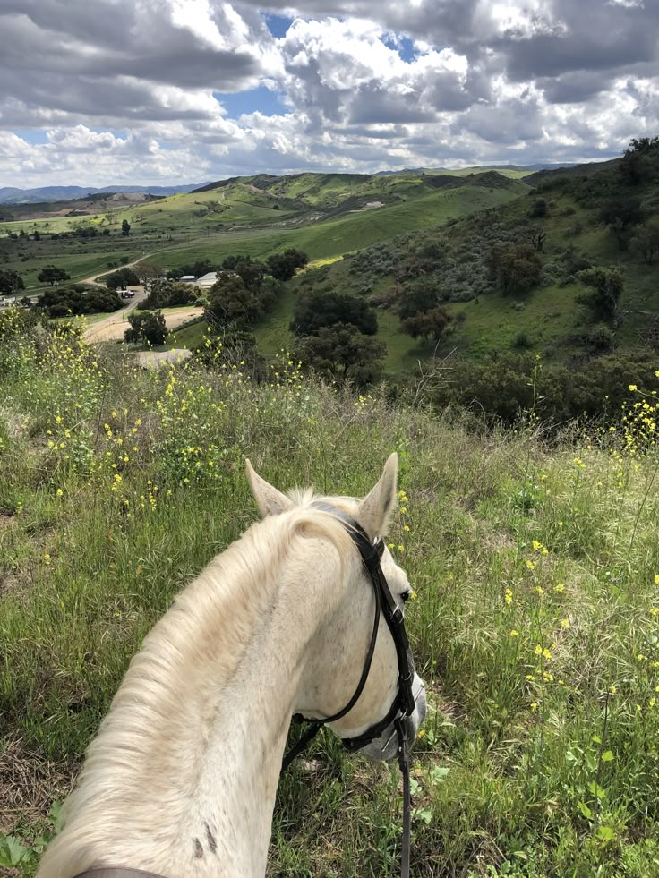 a white horse standing on top of a lush green hillside next to a field filled with yellow flowers