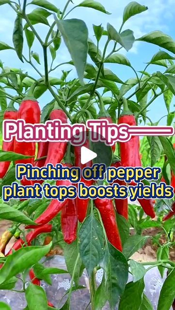 red peppers growing in a field with the words planting tips