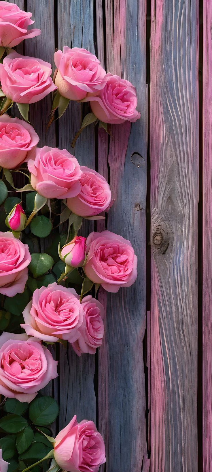 pink roses are growing on the side of a wooden fence