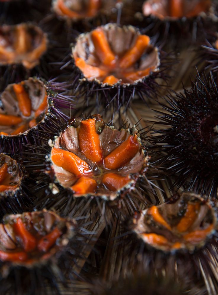 many sea urchins are arranged in rows on top of each other with orange and brown colors