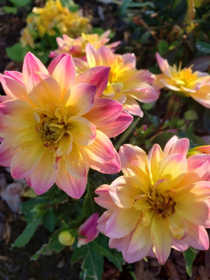 several pink and yellow flowers with green leaves in the foreground, one blooming