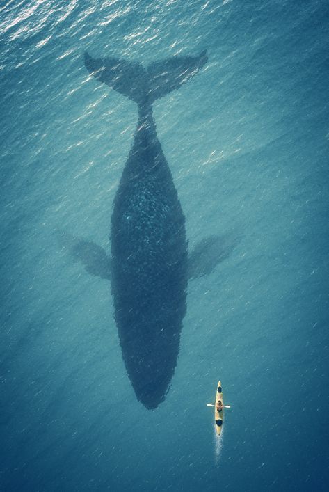 a large whale swims in the ocean next to a man on a surfboard