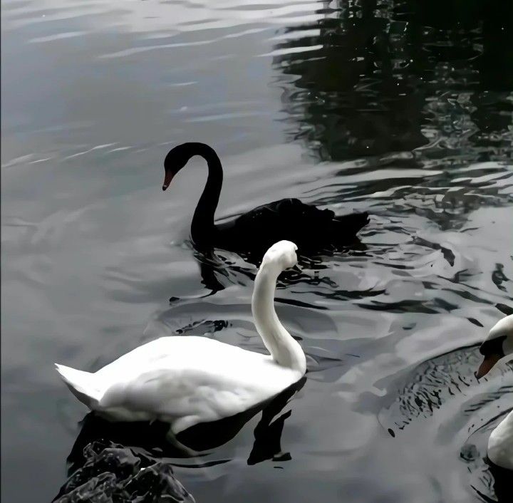 two swans swimming in the water near each other