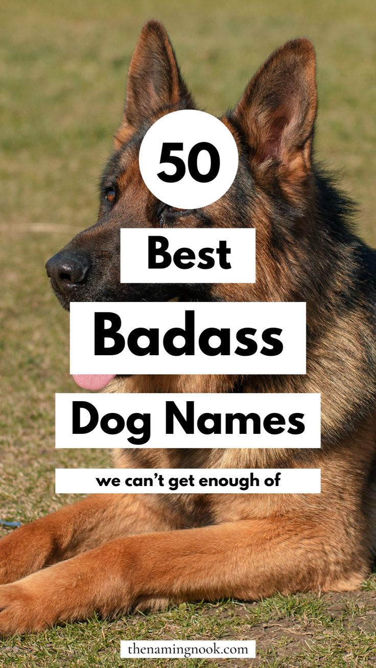 Looking for a cool and badass dog name idea that’s one-of-a-kind? Explore our 50 edgy names for dogs and puppies. Whether you have a male or female dog, these unique dog names are ideal cool dog! dog name aesthetic, dog name ideas cool, unique puppy names. Names For Dogs Boys, Dog Name List, Puppy Boy Aesthetic, Male Dog Names List, Female Dog Names Unique, Puppy Names Boy, Names For Male Dogs, Male Pet Names