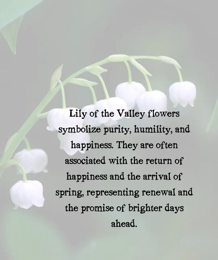 Lily of the Valley flowers symbolize purity, humility, and happiness. They are often associated with the return of happiness and the arrival of spring, representing renewal and the promise of brighter days ahead. Lily Of The Valley And Tulips, Lily Of The Valley Symbolism, Lillie’s Of The Valley Flowers, Lily Of The Valley Purple, Lillies Of Valley, Lilly Of The Valleys, Lily Of The Valley Meaning, Flowers And Meanings, Lily In The Valley