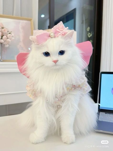 a white cat sitting on top of a desk next to a laptop computer and wearing a pink tiara