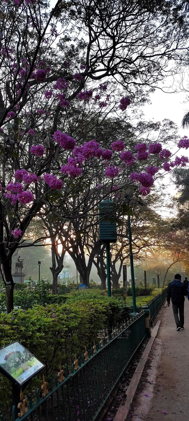 a man walking down a sidewalk next to a lush green park covered in purple flowers