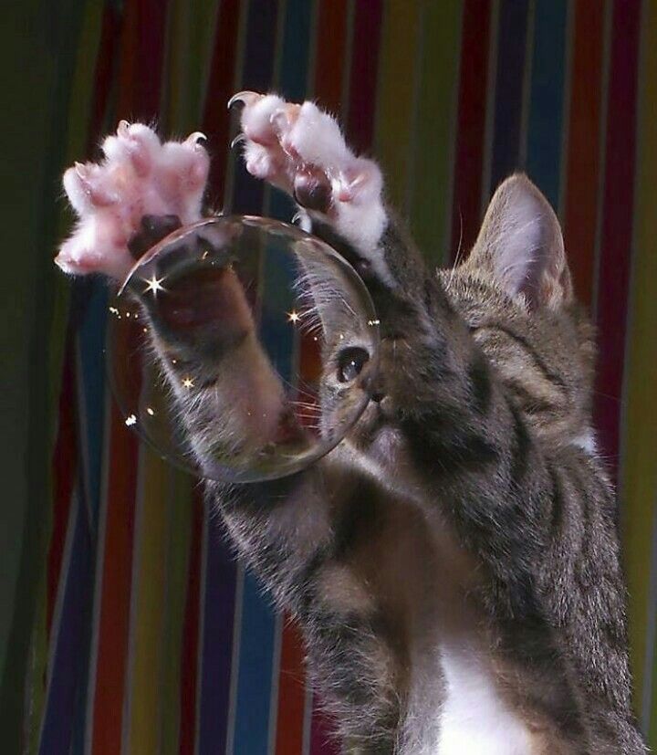 a cat with its paws in the air while holding a magnifying glass up to it's face