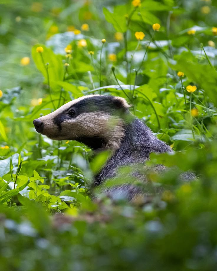 an animal that is sitting in the grass