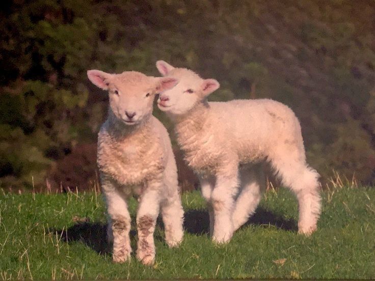 two lambs are standing in the grass together