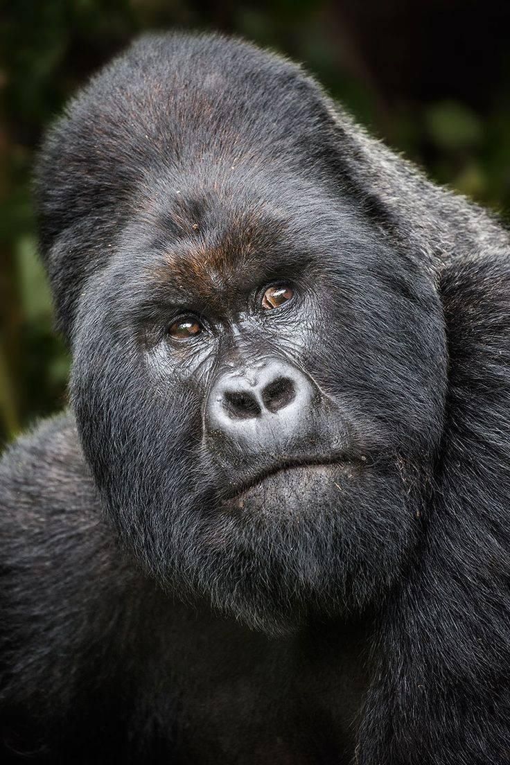 a close up of a gorilla face with trees in the background