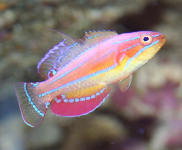 an orange and blue fish with white dots on it's back side swimming in the water