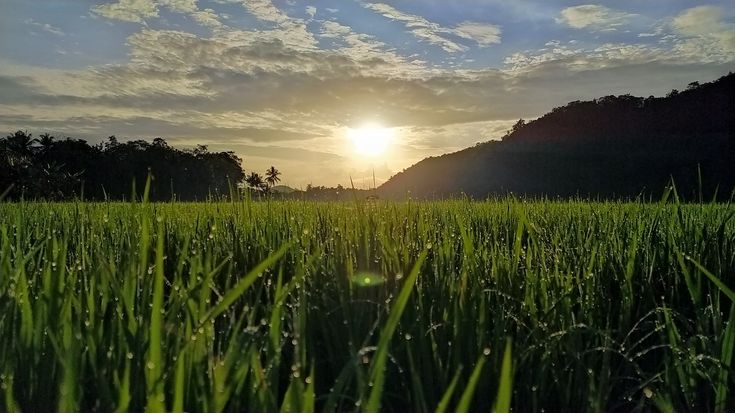 the sun is setting over a grassy field