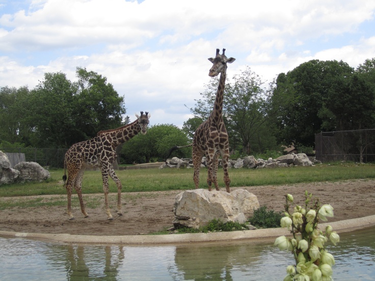 two giraffes standing next to each other near water