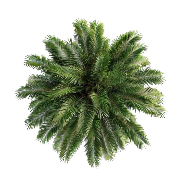 an overhead view of a palm tree on a white background with clipping path to the top