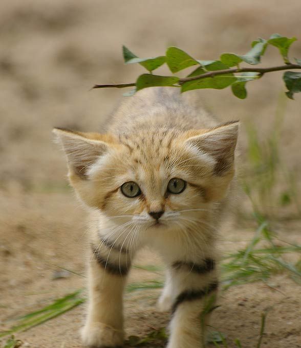 a small kitten walking across a dirt ground next to a green leafy tree branch