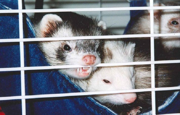 two ferrets in a cage with their mouths open