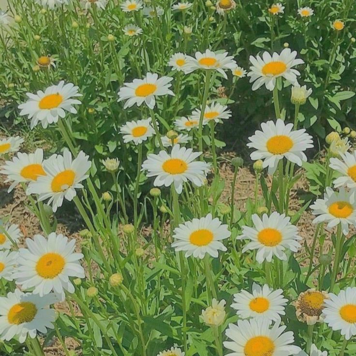 a painting of white and yellow daisies in the grass with green leaves around them