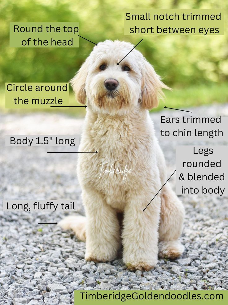 a white dog sitting on top of a gravel covered ground with words describing its features