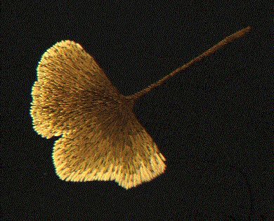 a single leaf floating in the air on a black background with some light coming from it