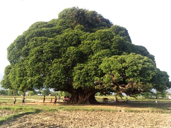 a large tree in the middle of a field with people standing around and looking at it