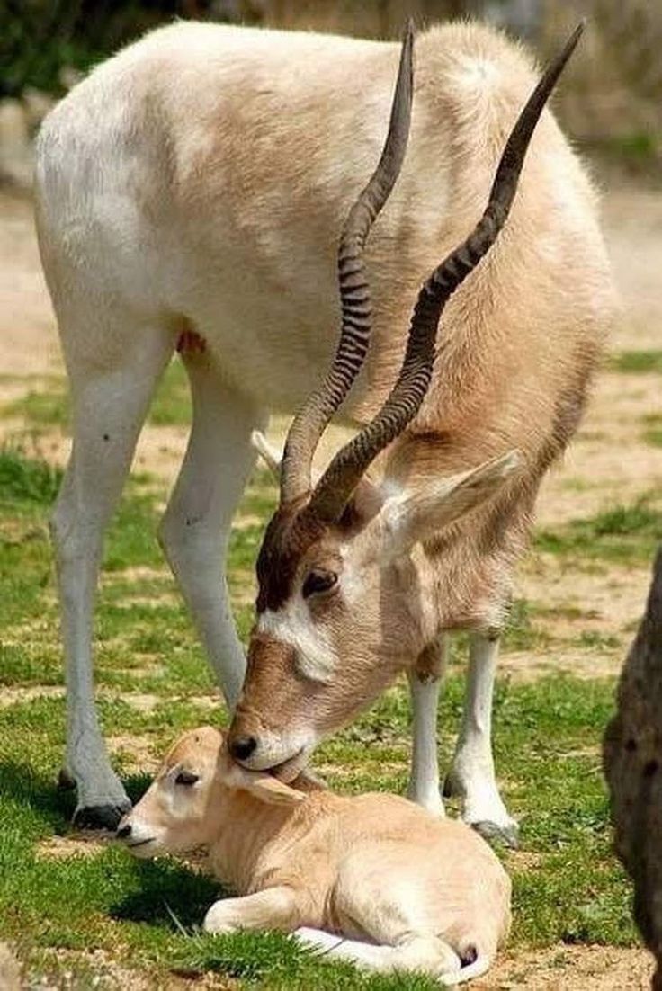 an antelope and its baby laying down in the grass