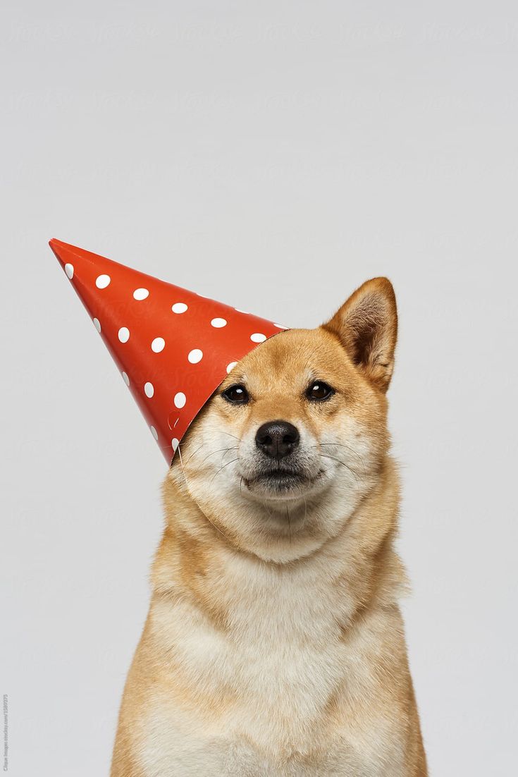 a dog with a party hat on its head by helen happle for stocksy