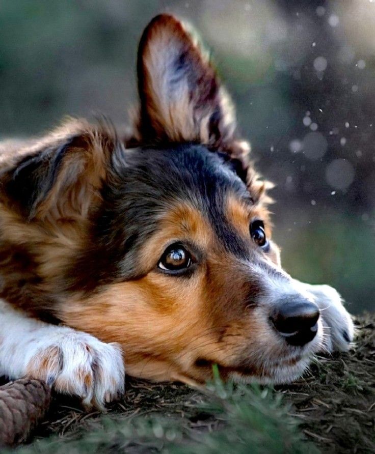 a brown and white dog laying on top of grass