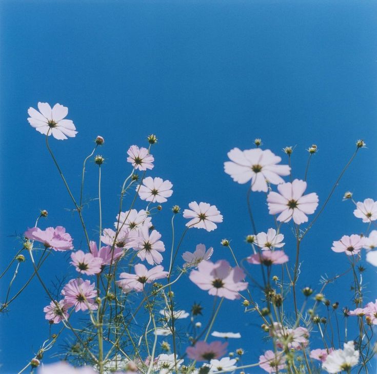 pink and white flowers against a blue sky