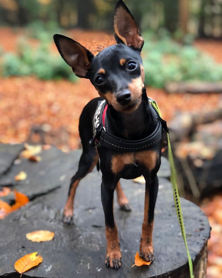 a small black and brown dog standing on top of a tree stump