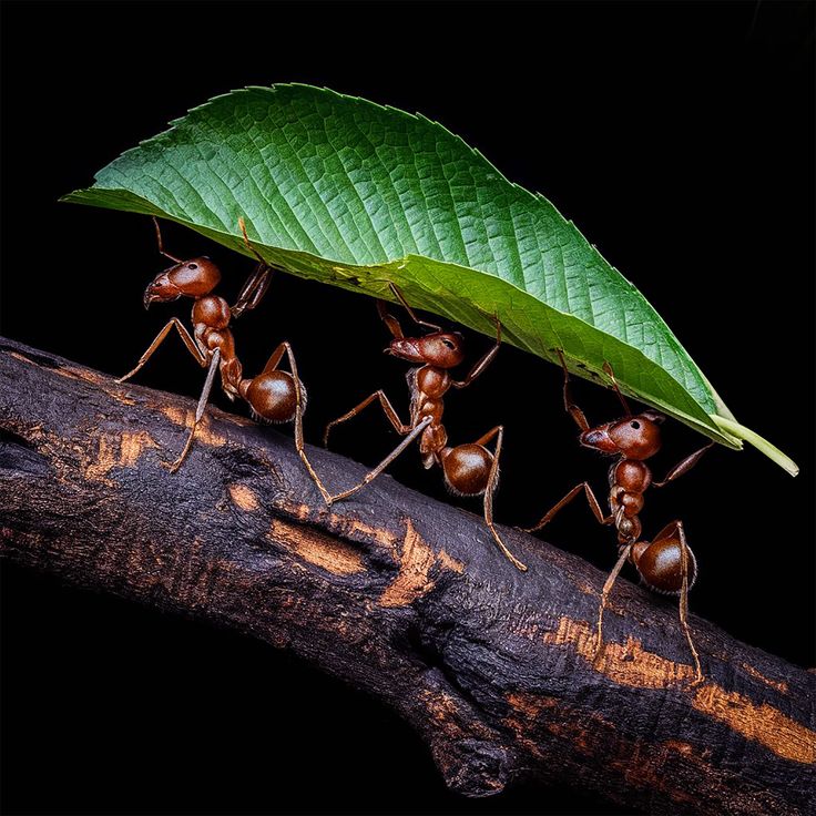 some ants are standing on a branch with a green leaf