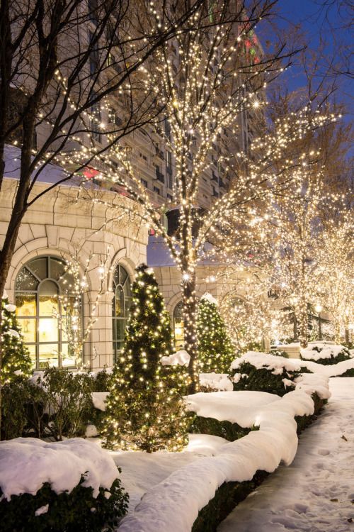 christmas lights on trees and bushes in the snow