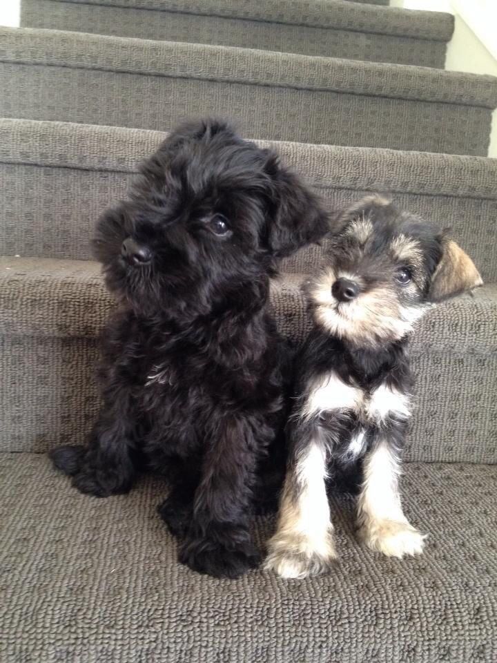 two black and white puppies sitting on some stairs