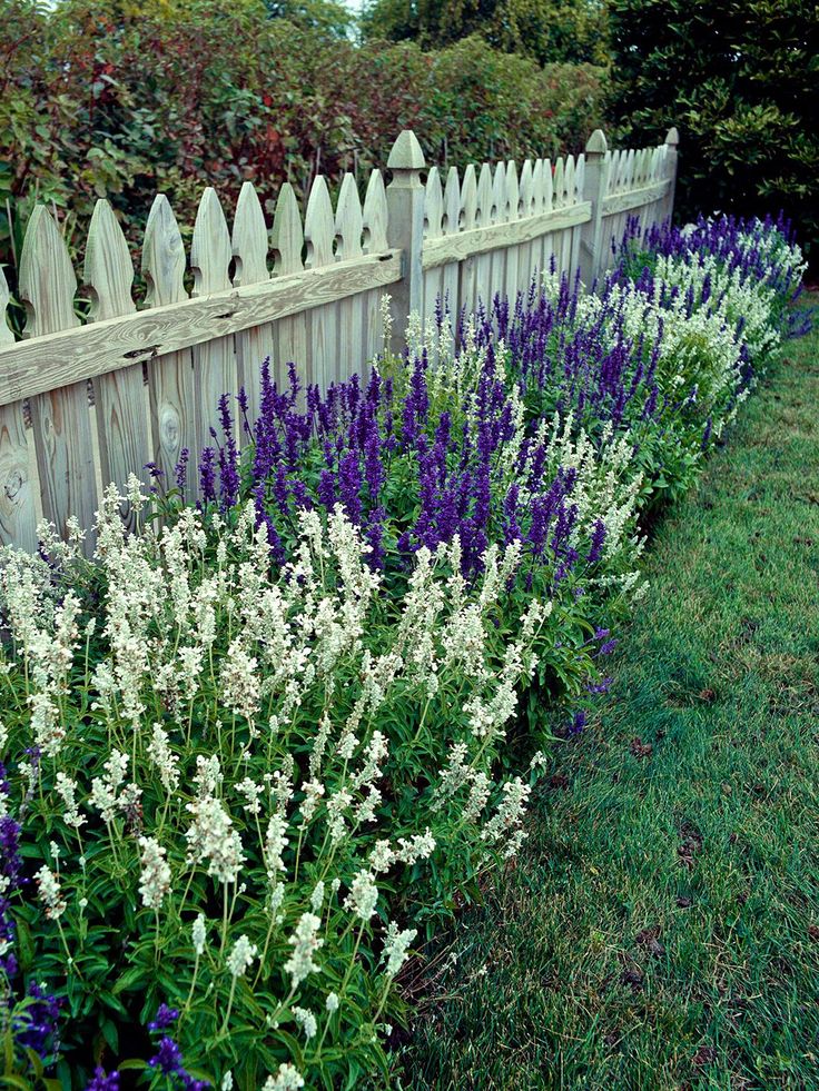 purple and white flowers line the side of a fence