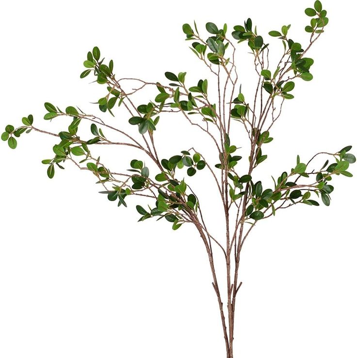 a small tree with green leaves in a pot on a white background, ready to be used as a centerpiece