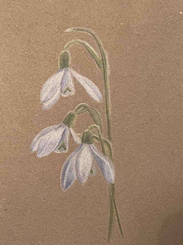 a drawing of two white flowers on a brown paper background, with green stems in the foreground